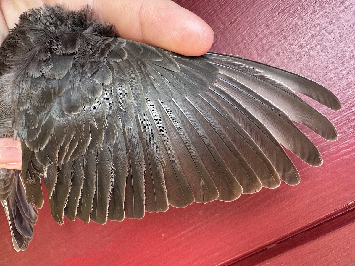 Brown-headed Cowbird - ML635508140
