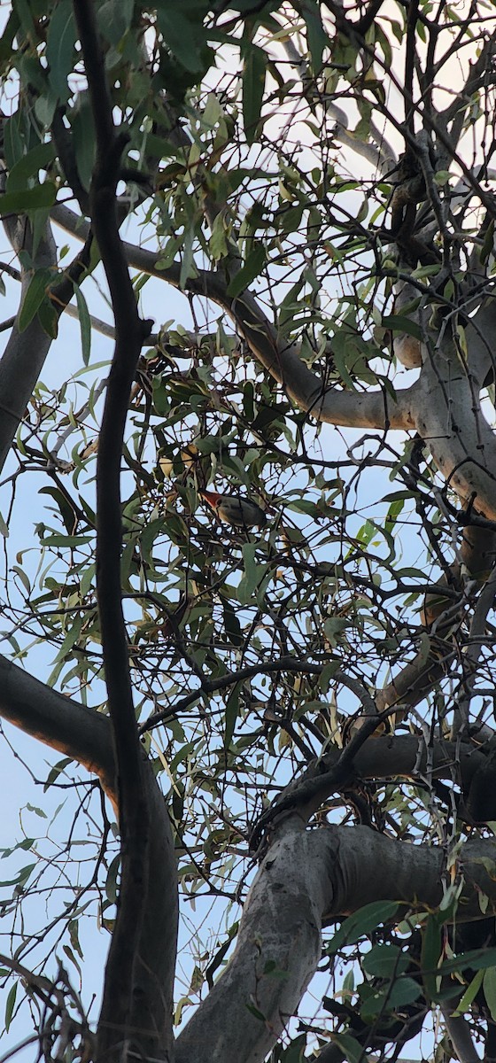 Mistletoebird - ML635508164