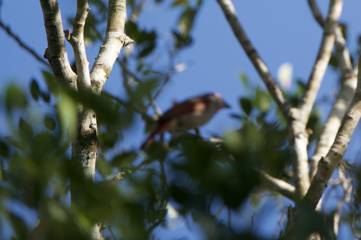 Rose-throated Tanager - ML635508193