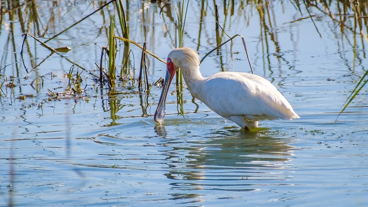African Spoonbill - ML635508279