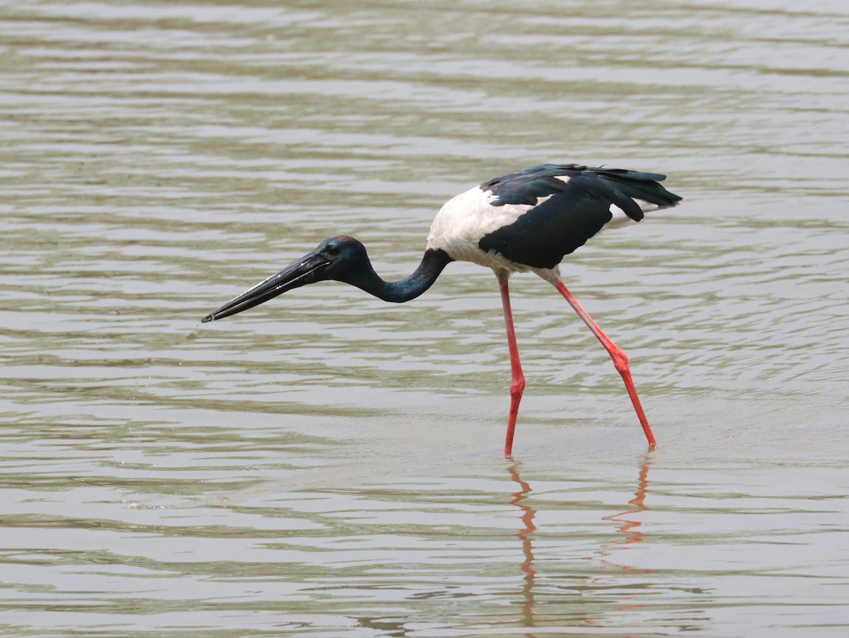 Black-necked Stork - ML635508300