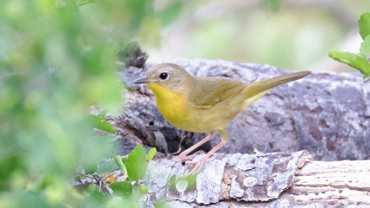 Common Yellowthroat - ML635508349