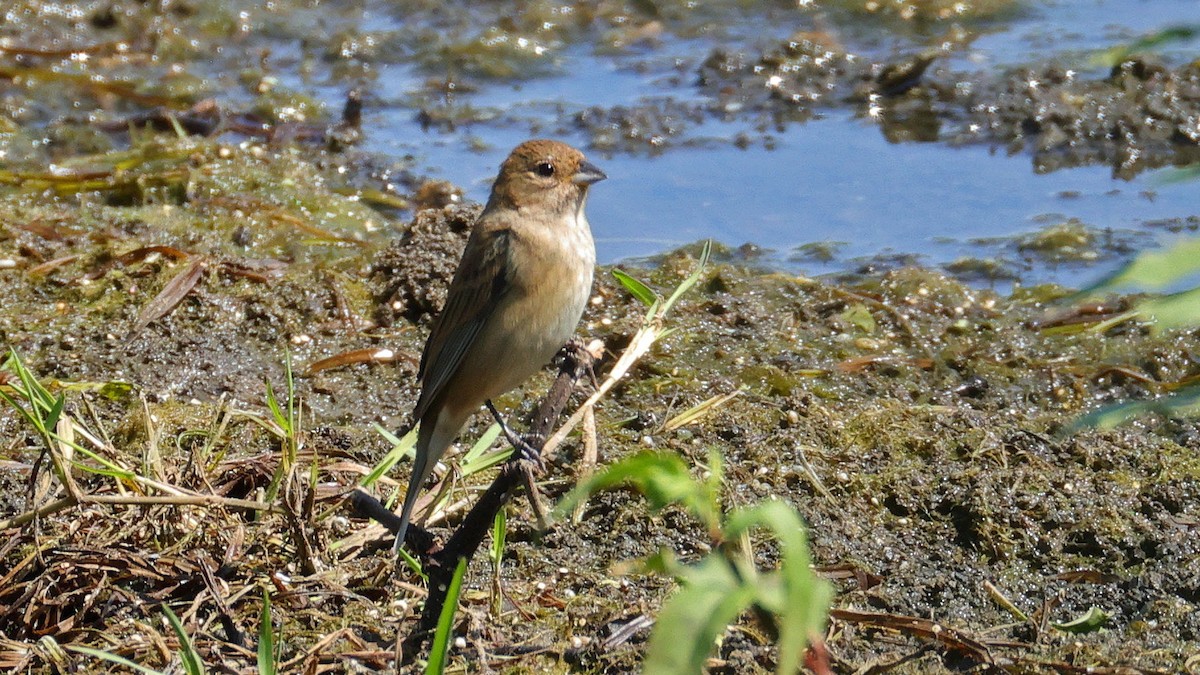 Indigo Bunting - ML635508367