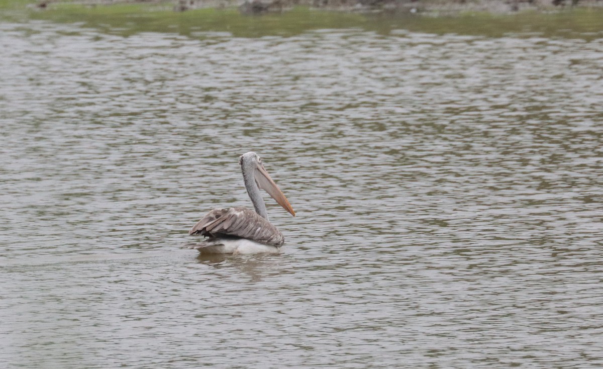 Spot-billed Pelican - ML635508381