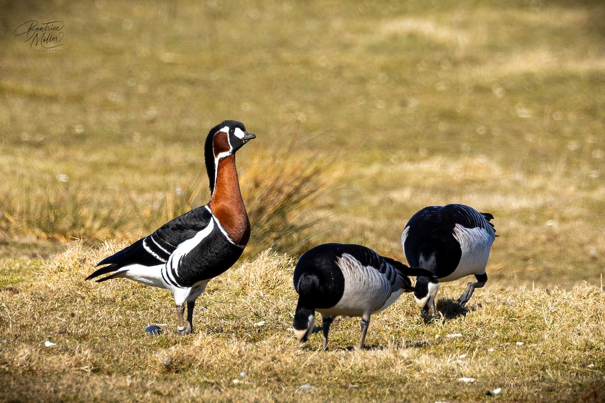 Red-breasted Goose - ML635508431