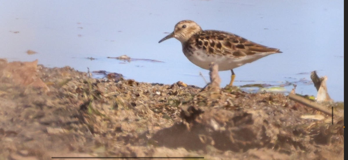 翻石鷸 - ML635508448