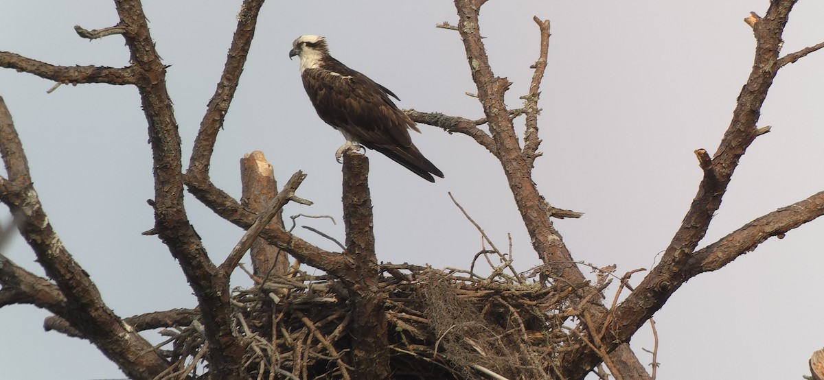 Osprey - ML635508468