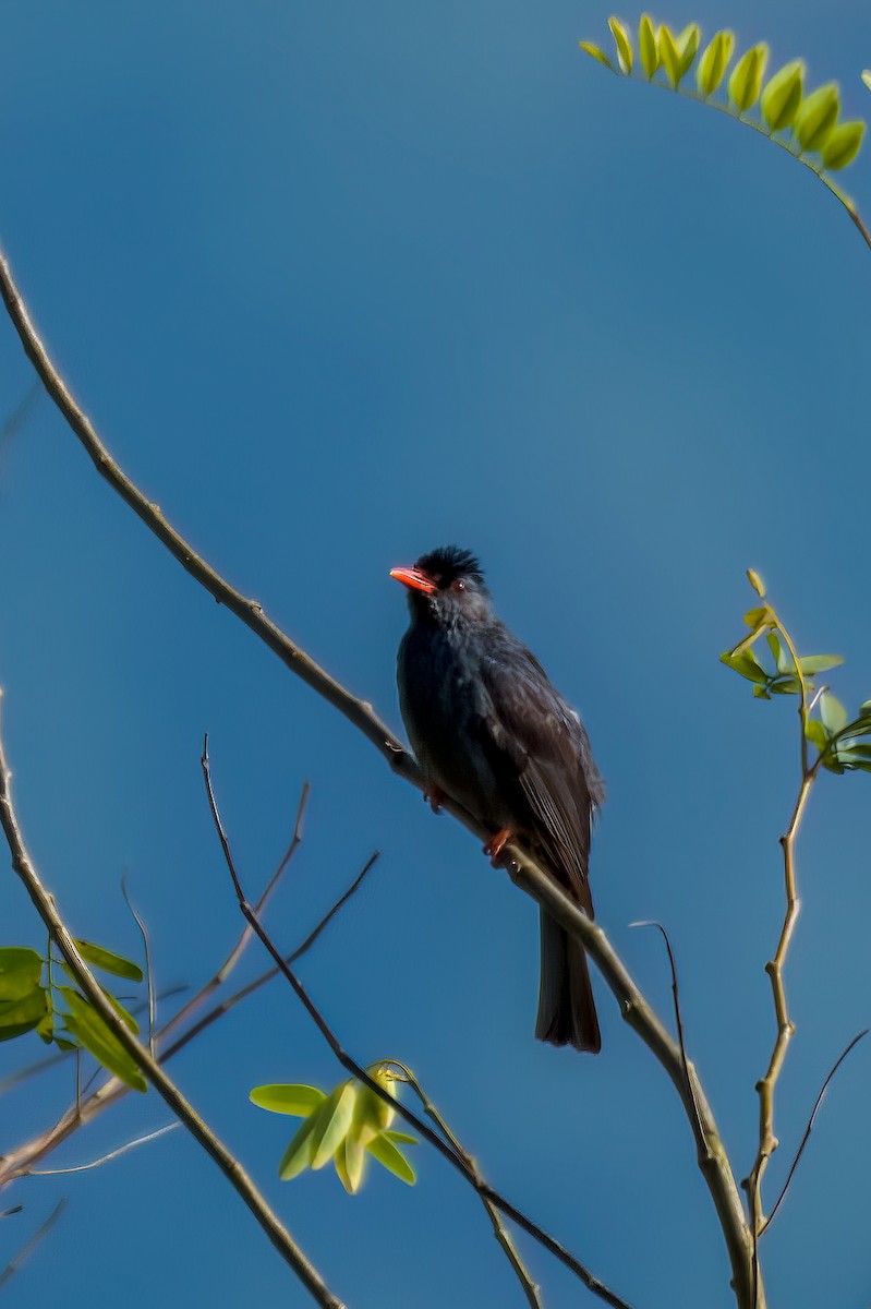 Square-tailed Bulbul - ML635508470