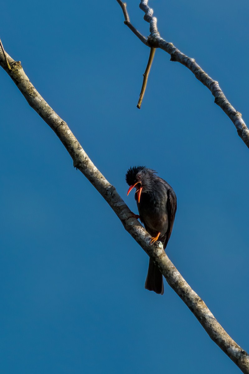 Square-tailed Bulbul - ML635508471