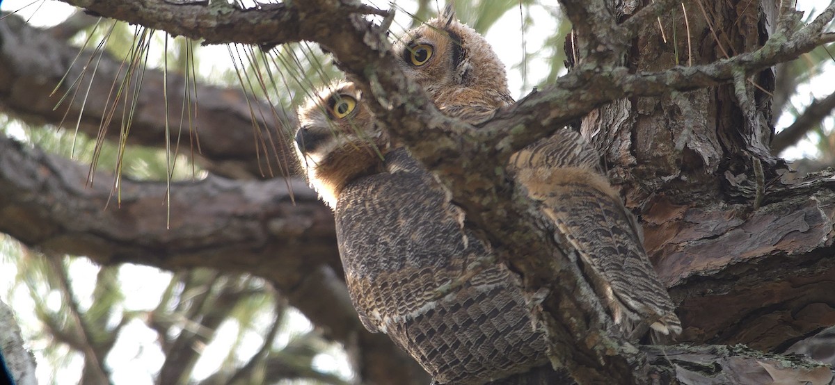 Great Horned Owl - ML635508483