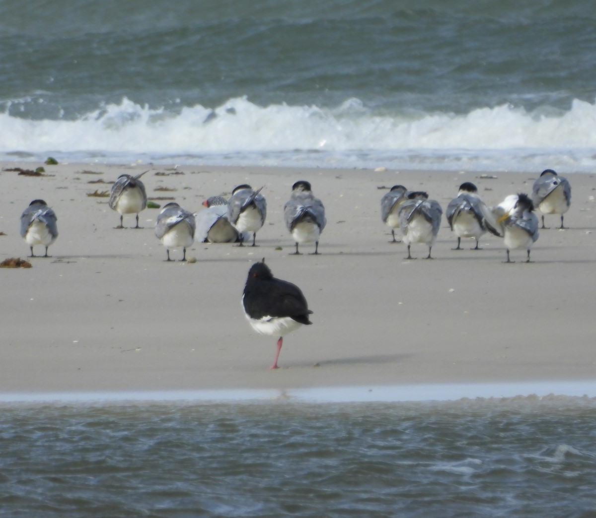 Pied Oystercatcher - ML635508485