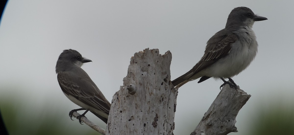 Gray Kingbird - ML635508525