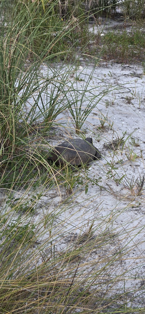 Animals - ML635508536