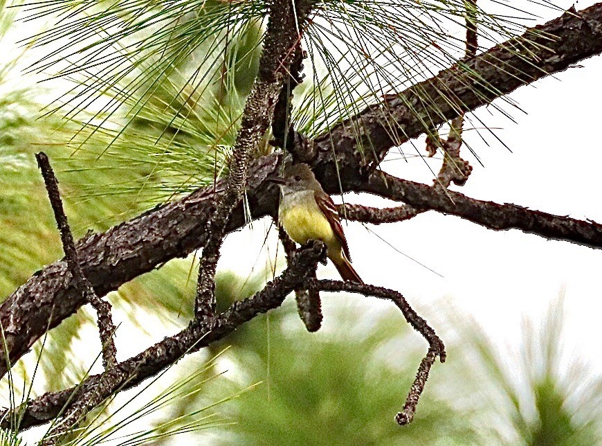 Great Crested Flycatcher - ML635508662