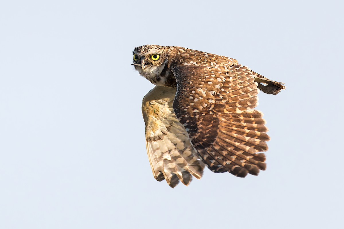 Burrowing Owl - ML635508666