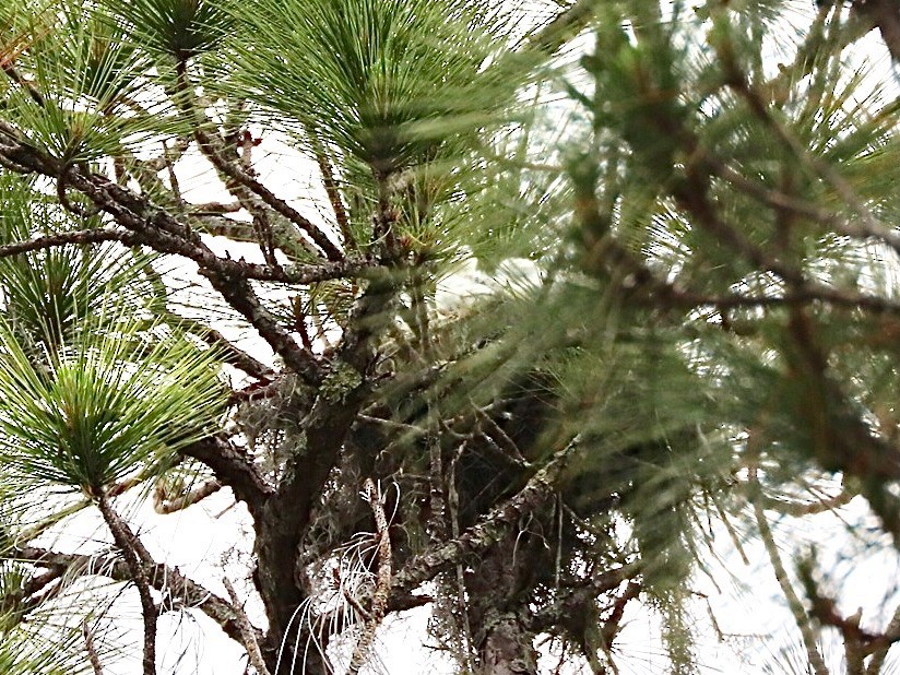 Swallow-tailed Kite - ML635508684