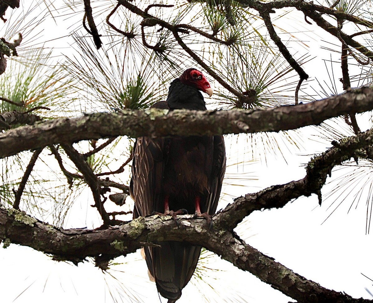 Turkey Vulture - ML635508695