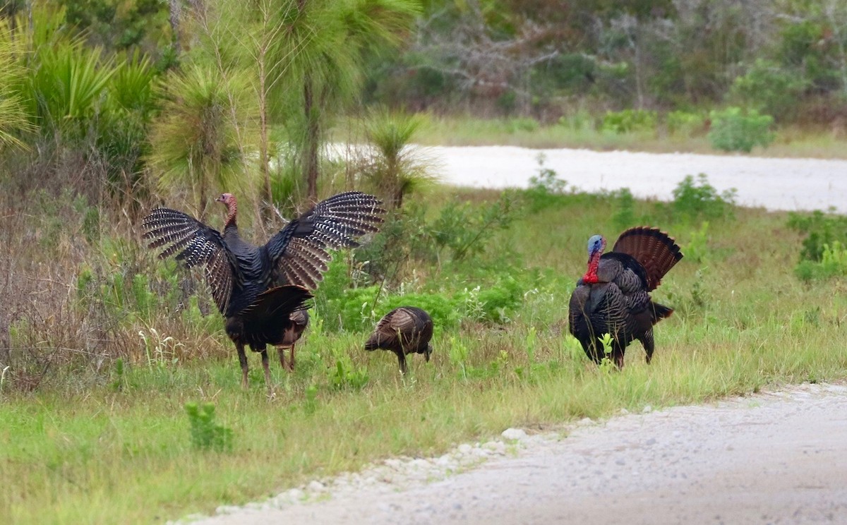 Wild Turkey - ML635508698