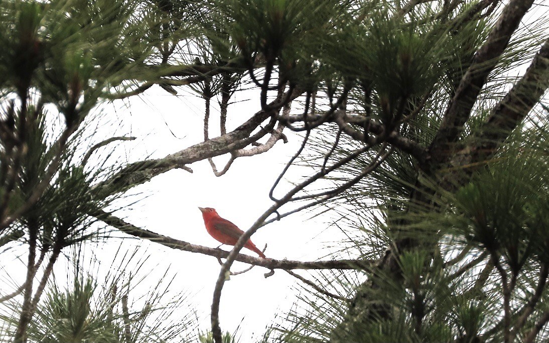 Summer Tanager - ML635508713