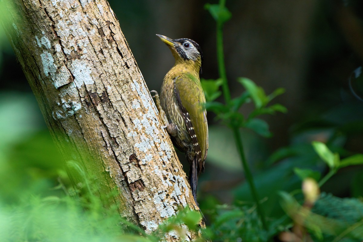 Laced Woodpecker - ML635508714