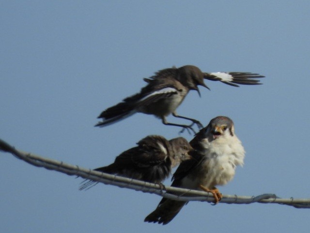 American Kestrel - ML635508724