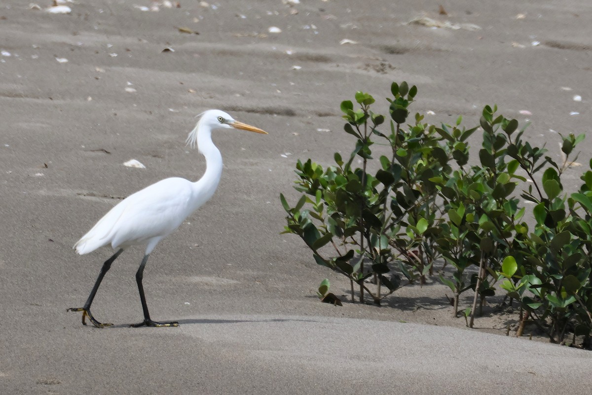 Chinese Egret - ML635508776