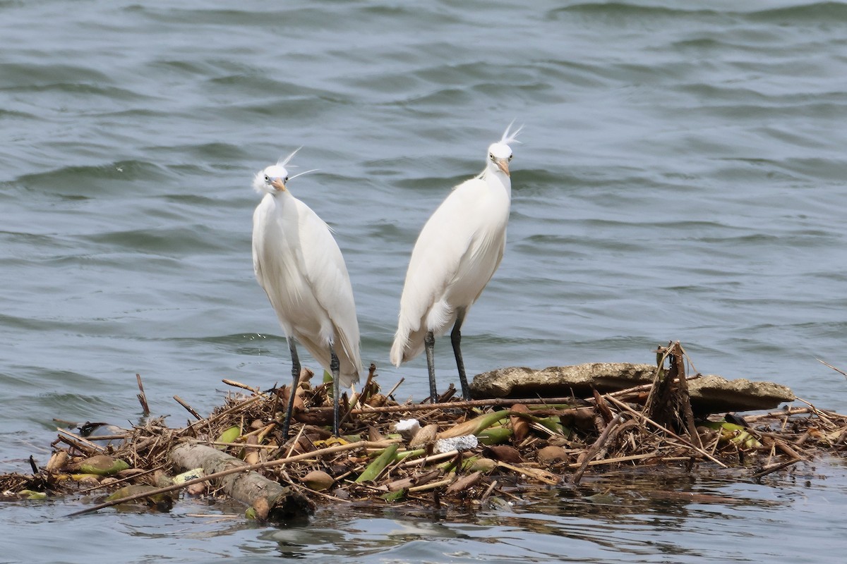 Chinese Egret - ML635508777