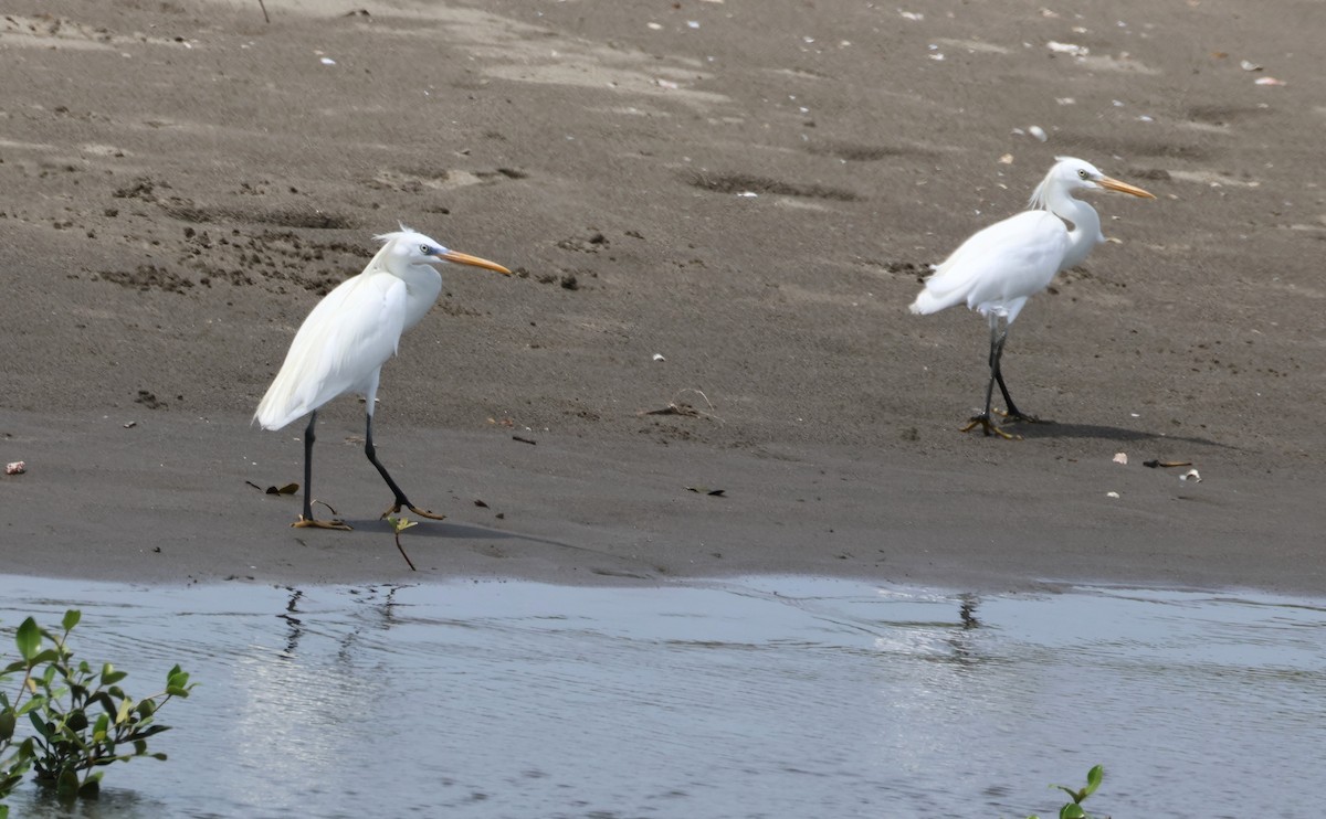 Chinese Egret - ML635508778