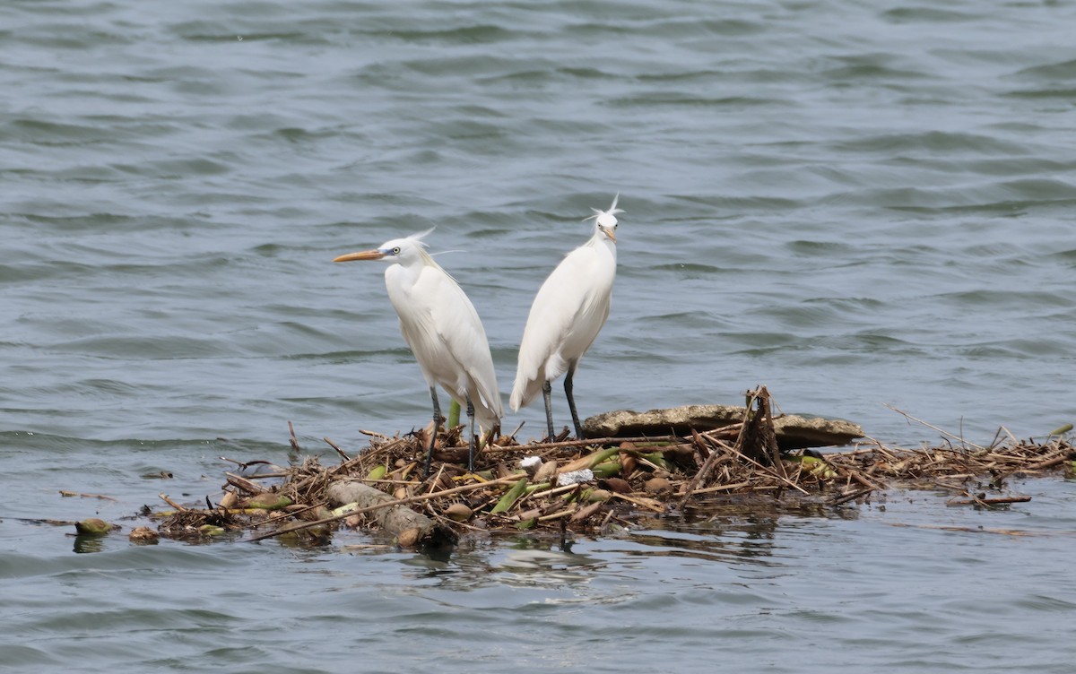 Chinese Egret - ML635508780