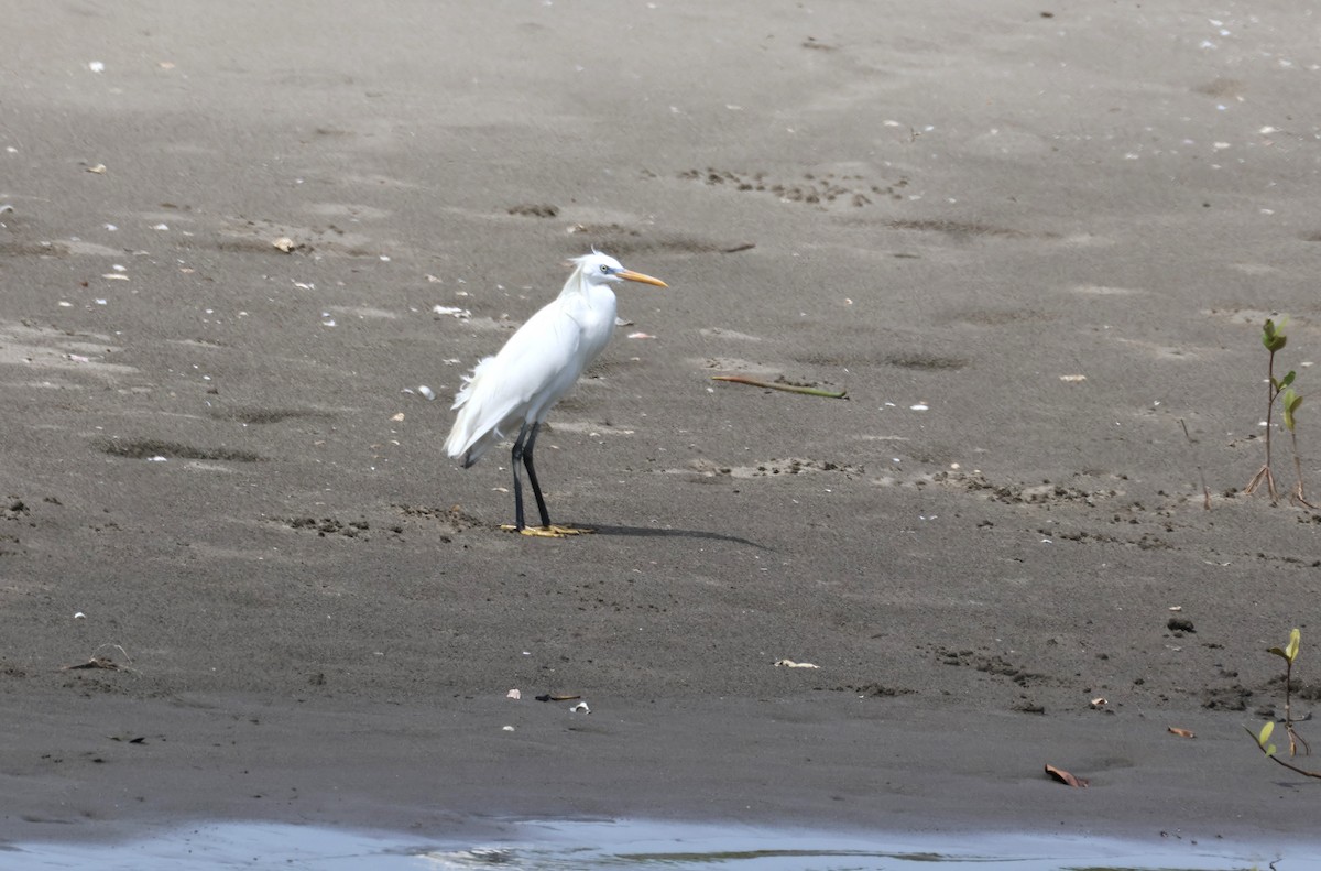 Chinese Egret - ML635508781