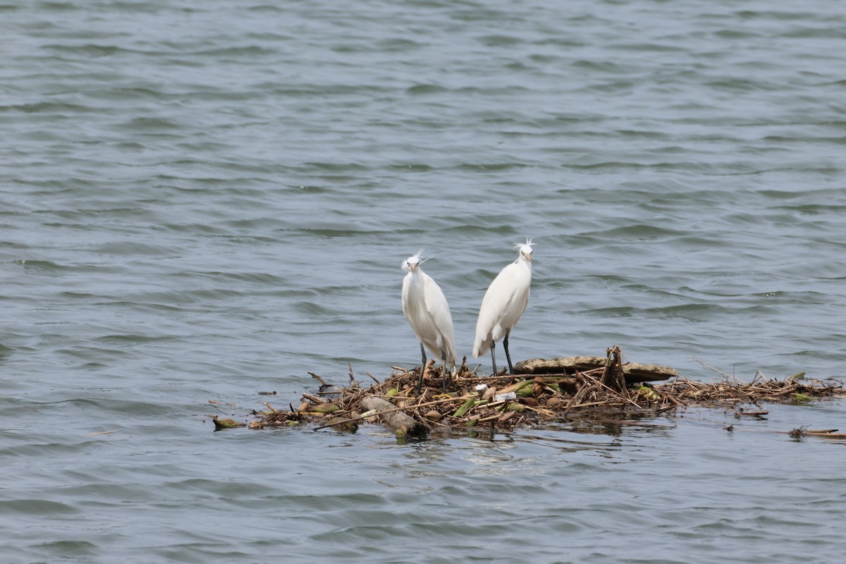 Chinese Egret - ML635508785