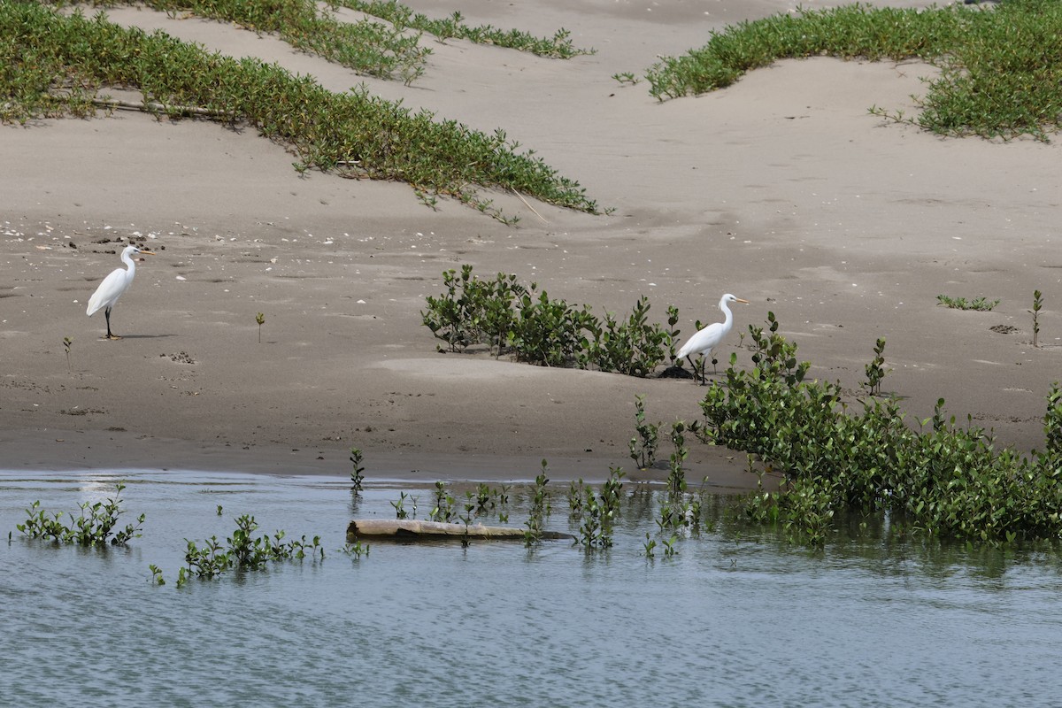 Chinese Egret - ML635508788