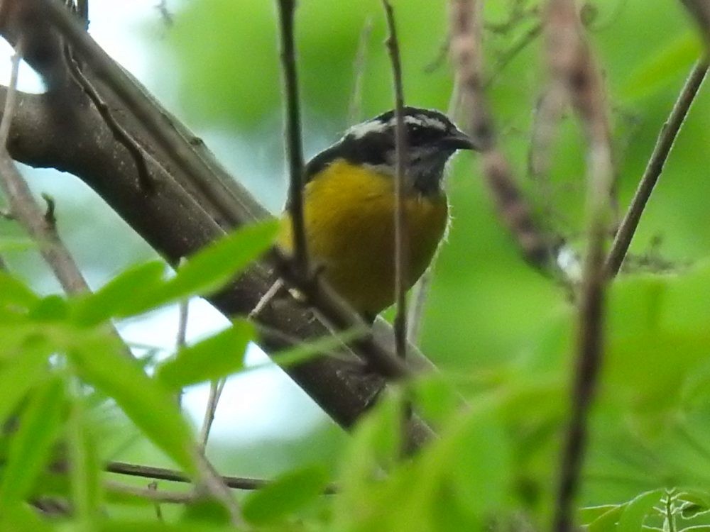 Bananaquit - ML635508815