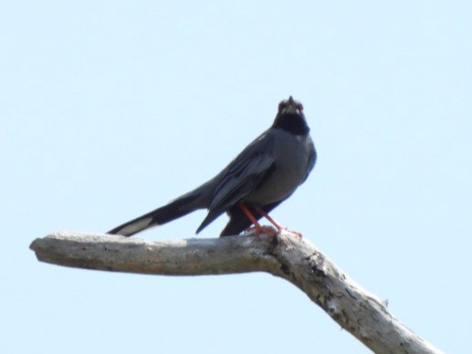 Red-legged Thrush - ML635508838