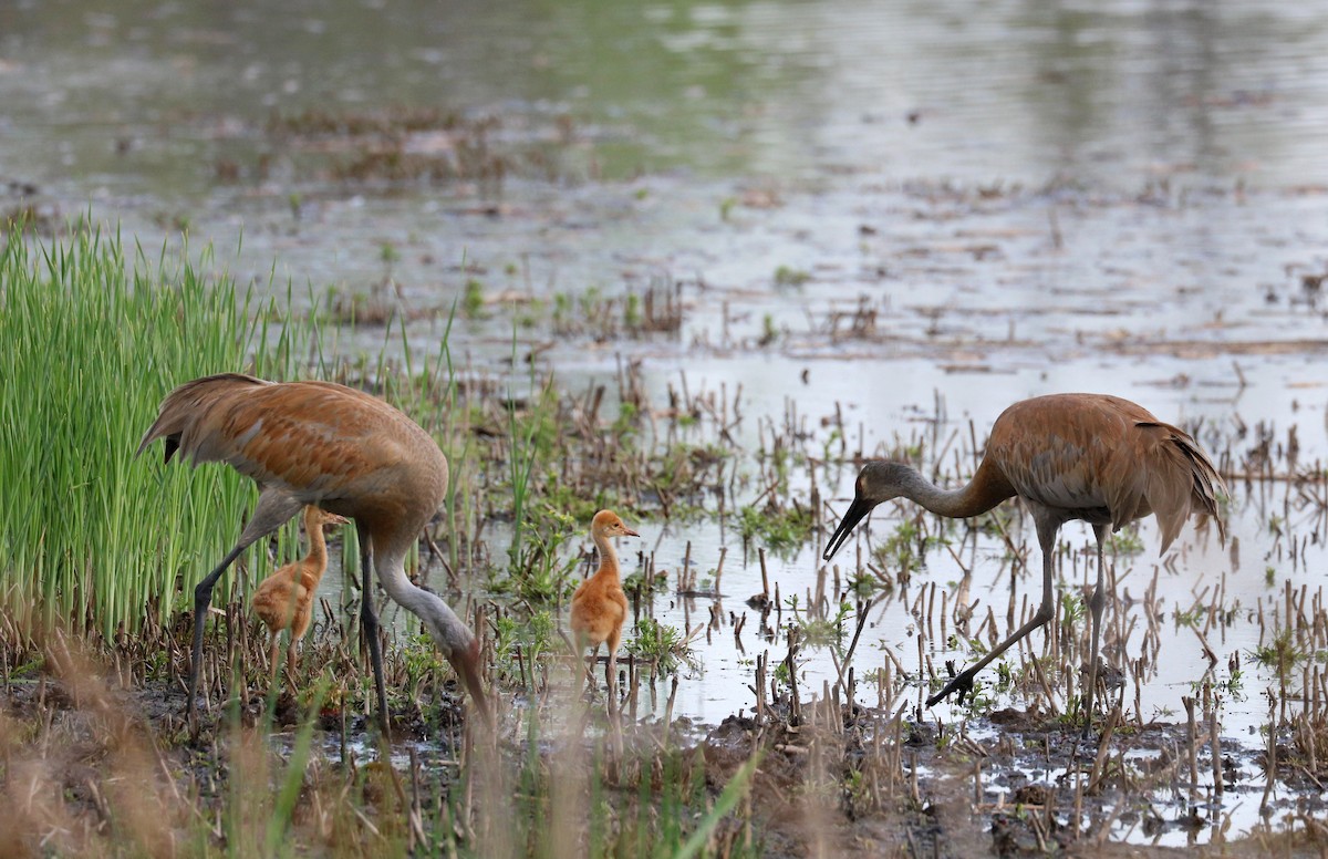 Sandhill Crane - ML635508839