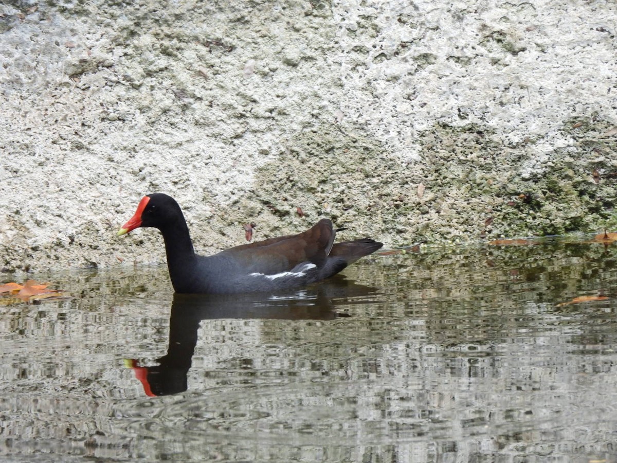 Common Gallinule - ML635508859