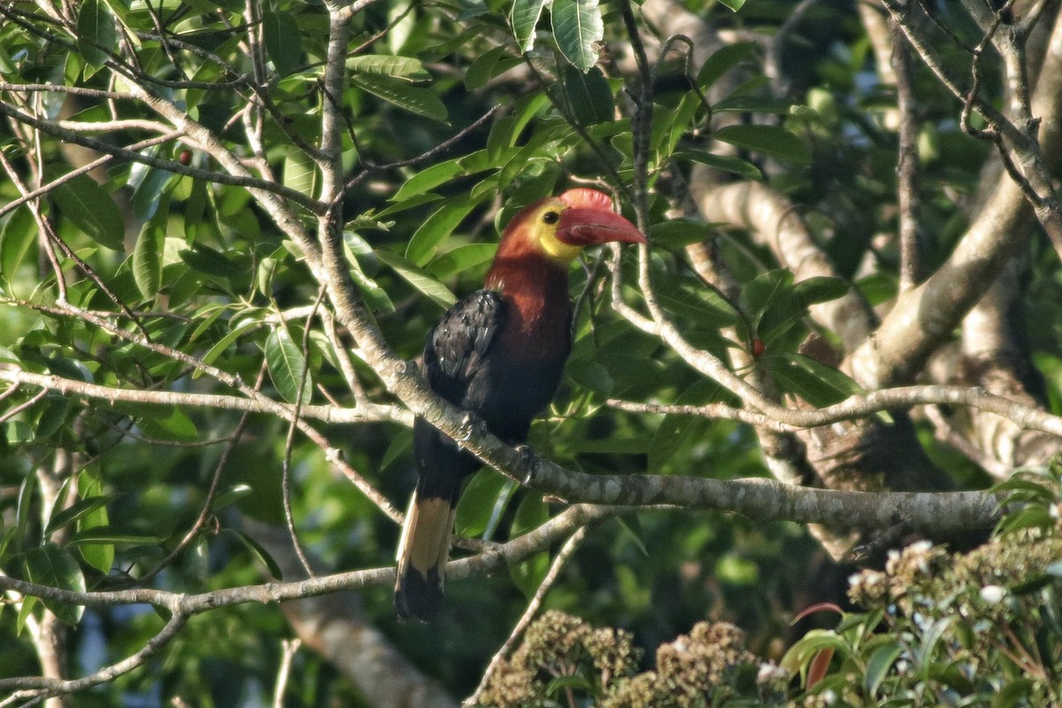 Writhe-billed Hornbill - ML635509026