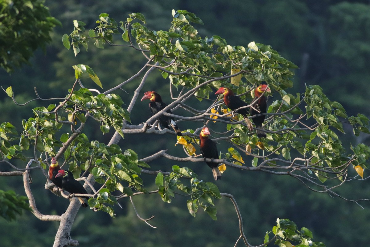 Writhe-billed Hornbill - ML635509027
