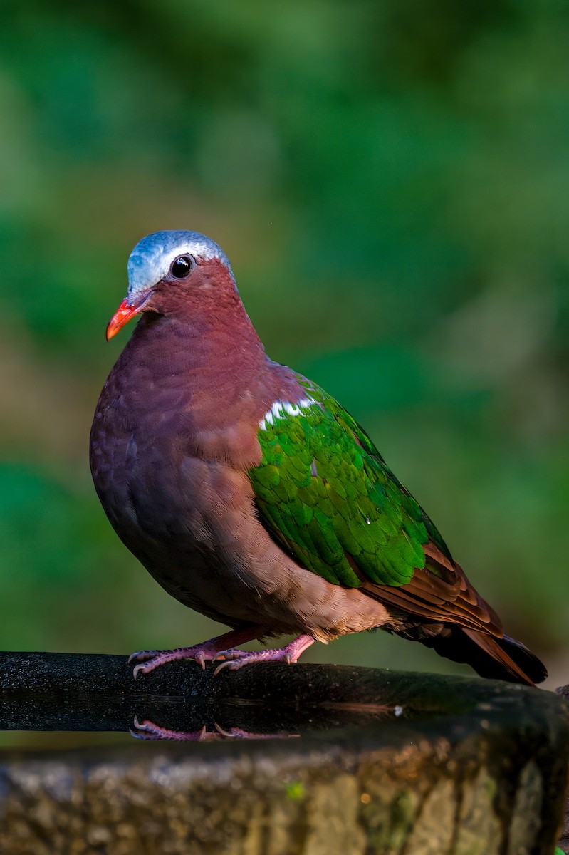 Asian Emerald Dove - ML635509090