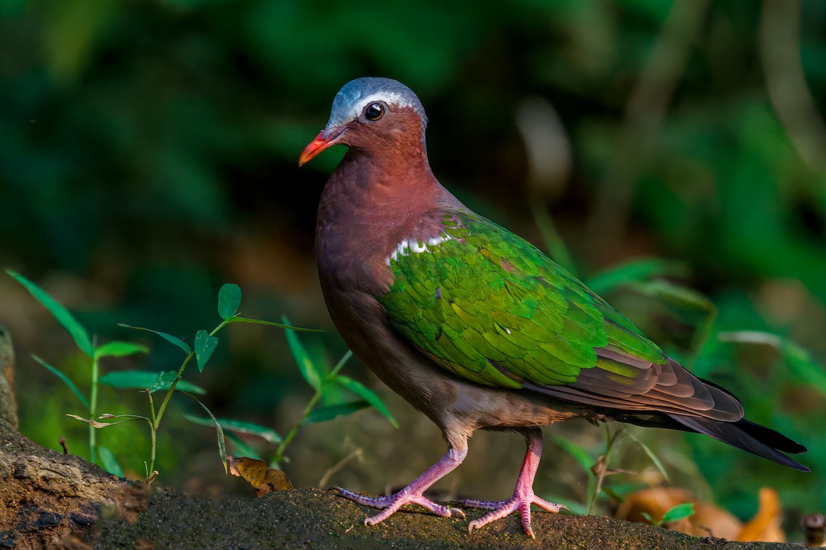 Asian Emerald Dove - ML635509091