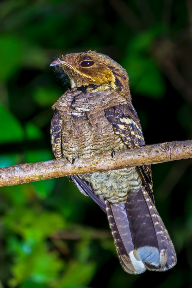 Jerdon's Nightjar - ML635509108