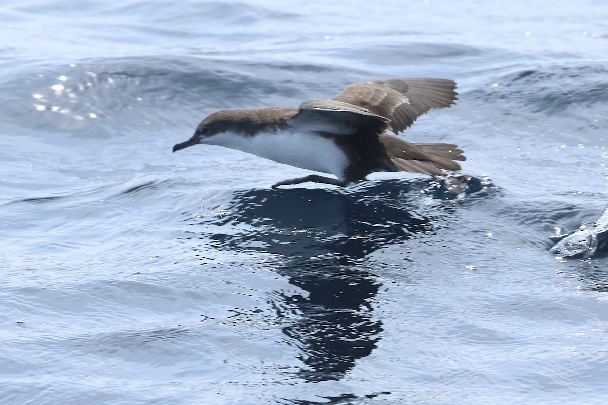 Galapagos Shearwater (Light-winged) - ML635509121