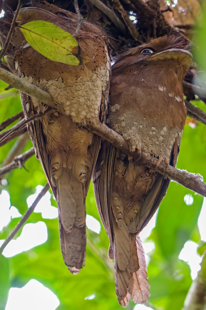 Sri Lanka Frogmouth - ML635509125