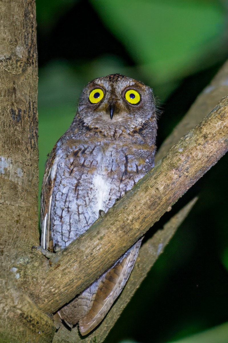 Oriental Scops-Owl - ML635509144