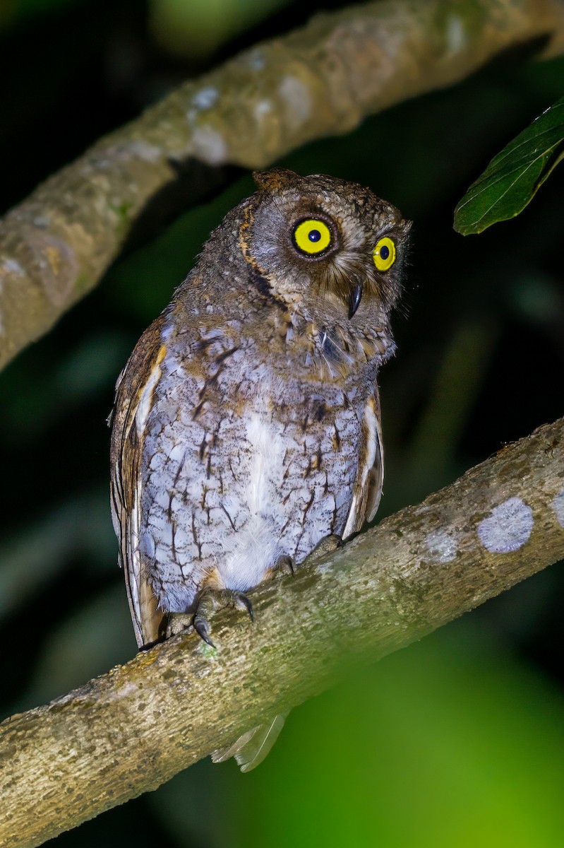Oriental Scops-Owl - ML635509145