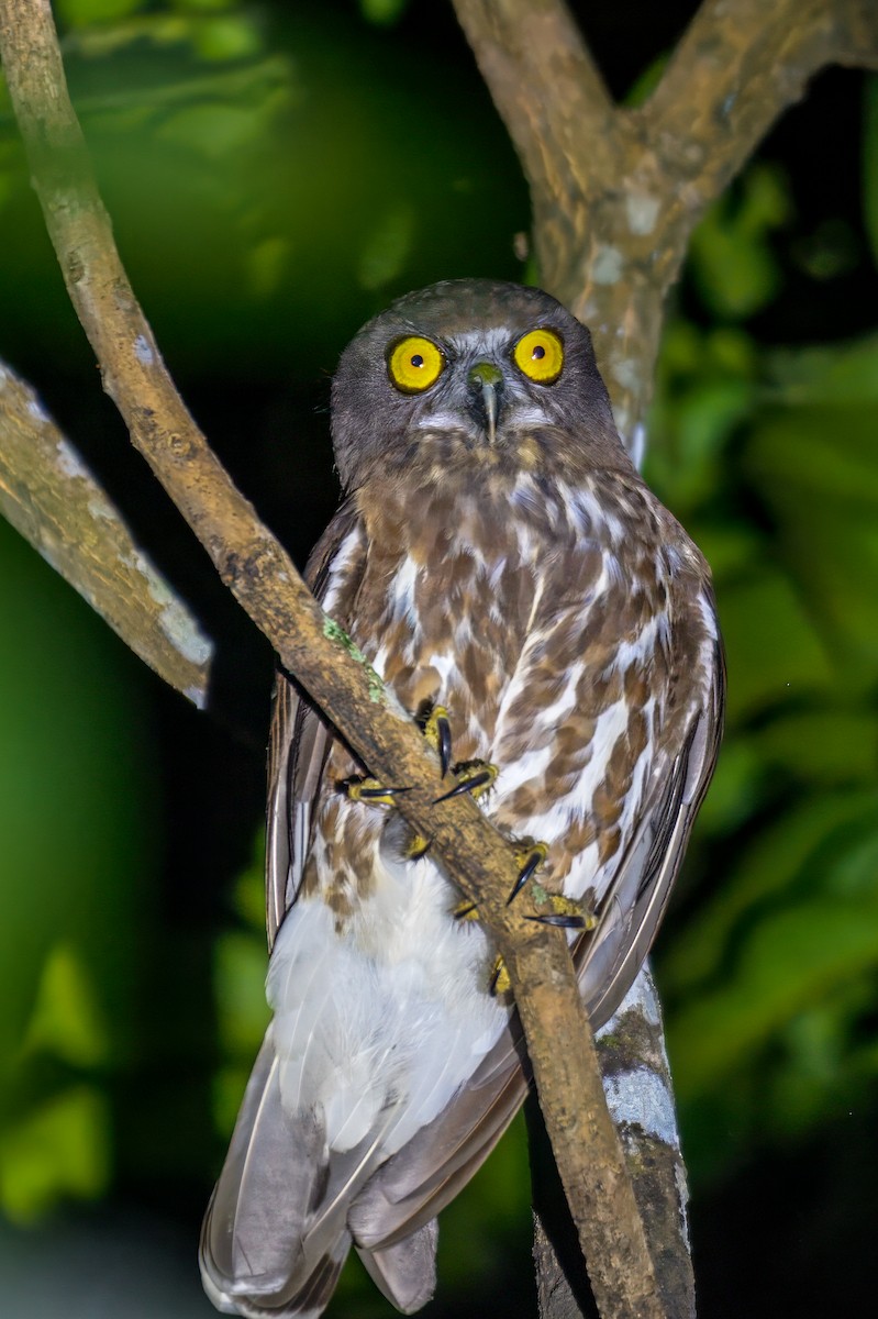 Brown Boobook - ML635509155