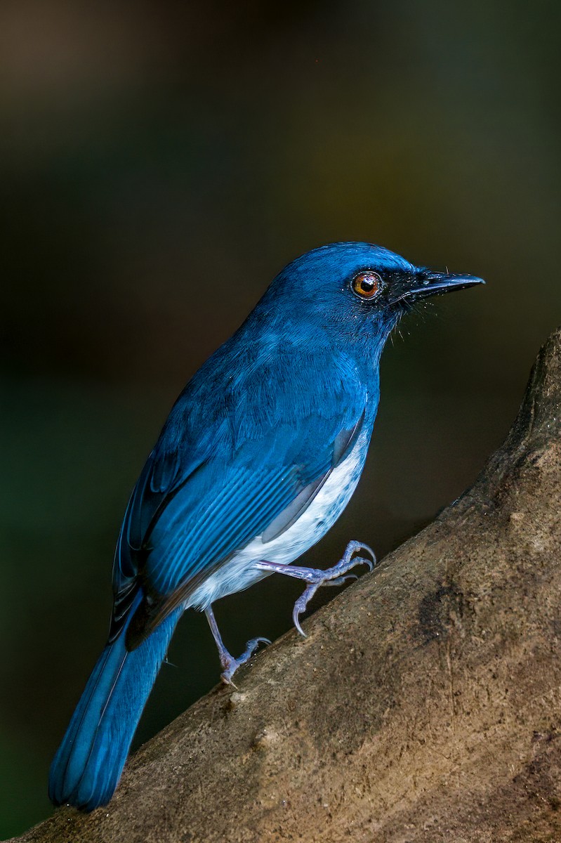 White-bellied Blue Flycatcher - ML635509177