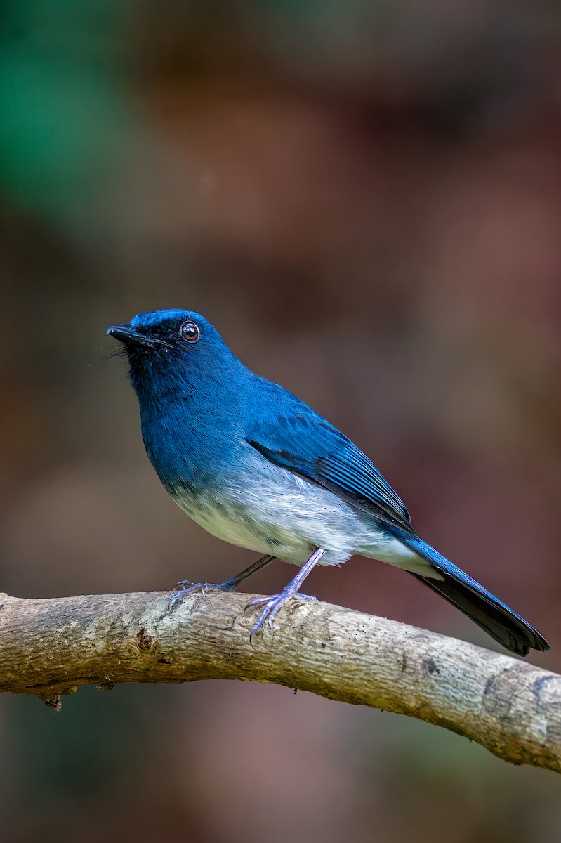 White-bellied Blue Flycatcher - ML635509179