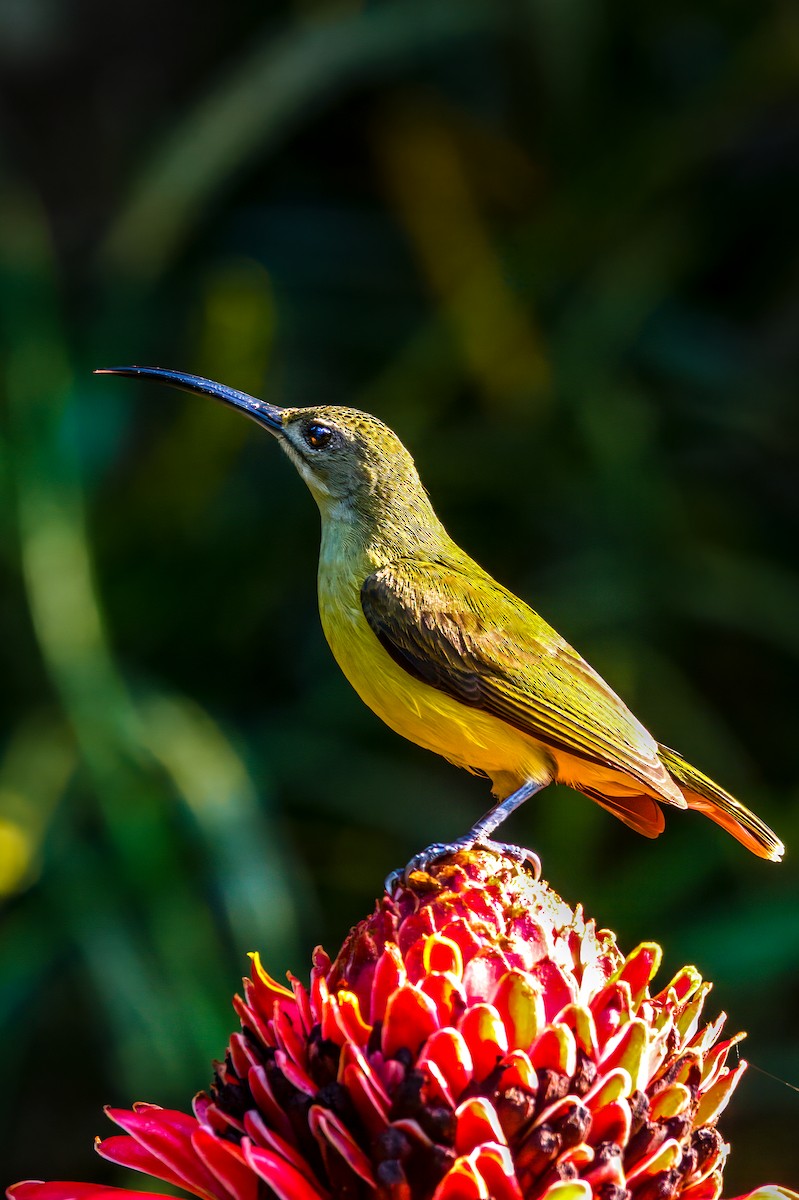 Little Spiderhunter - ML635509192