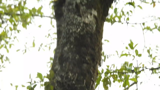 Sikkim Treecreeper - ML635509199